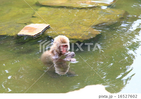 温泉に入るニホンザル 春の地獄谷 温泉に入るニホンザル 春の地獄谷 16527602