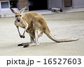 カンガルー 16527603