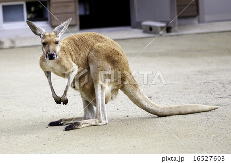 カンガルー 16527603