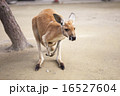 カンガルー 16527604