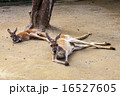 くつろぐカンガルー 16527605