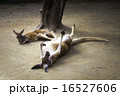 くつろぎ過ぎなカンガルー 16527606