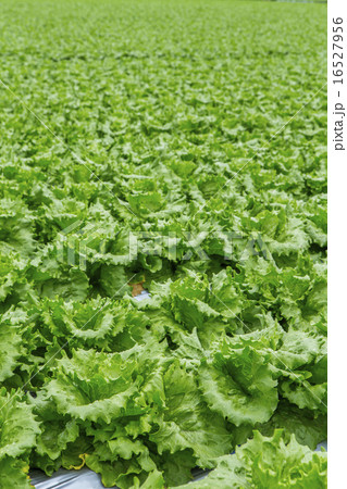 高原野菜 16527956