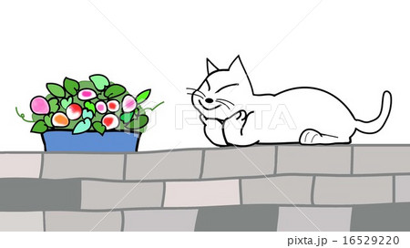 兵の上の白ネコと鉢植えの花 兵の上の白ネコと鉢植えの花 16529220