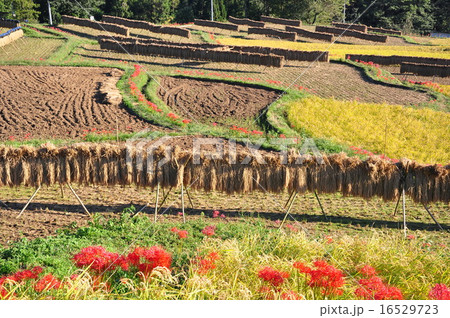 寺坂の棚田と彼岸花 16529723