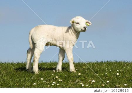 Little lamb on a dike 16529915
