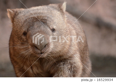 コモンウォンバットの写真素材