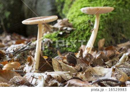 Amanita Gemmata mushroom 16529983