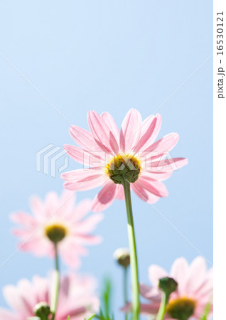 マーガレットと青空 16530121