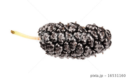 Mulberry Isolated on white background Mulberry Isolated on white background 16531160