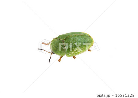 Green beetle on a white background 16531228