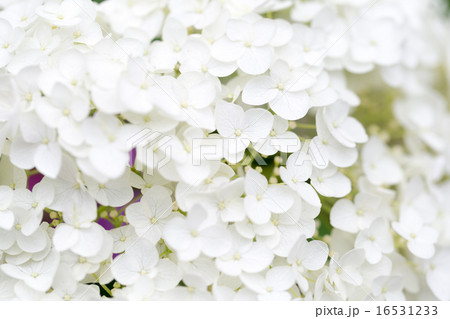 アジサイ 品種(アナベル) 16531233