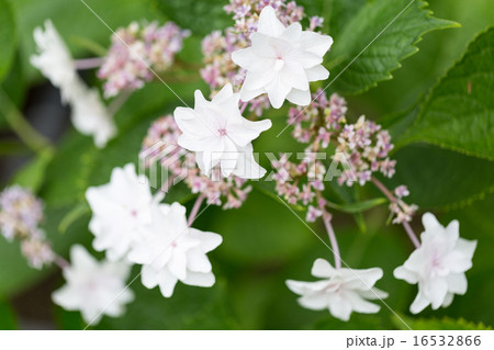 アジサイ 品種(隅田の花火) 16532866