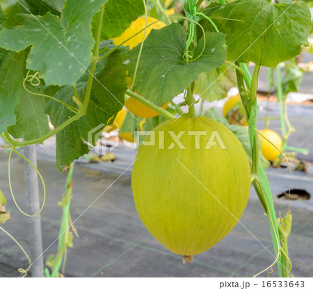 Canary melon fruit on its tree 16533643