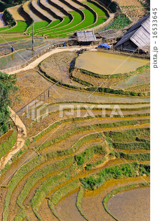 Rice terraced fields in Sapa, Vietnam 16533645