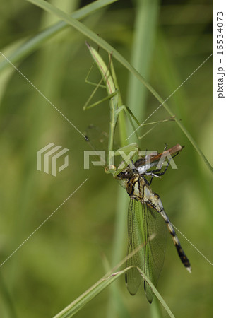 食物連鎖 食物連鎖 16534073