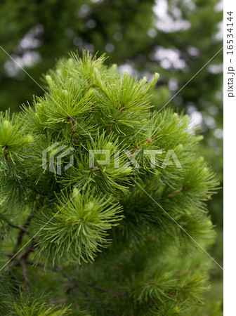 Conifers Conifers 16534144