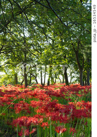 桂浜園地の彼岸花 16534549