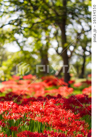 桂浜園地の彼岸花 16534550