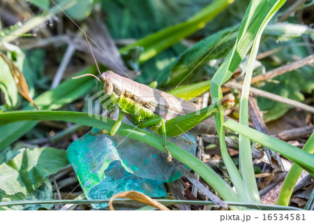 コバネイナゴ コバネイナゴ 16534581