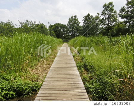 板の橋 板の橋 16535008