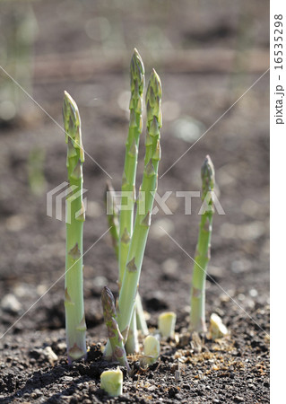 アスパラ 16535298