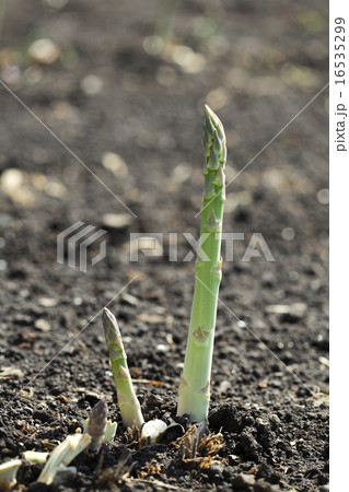 アスパラ 16535299