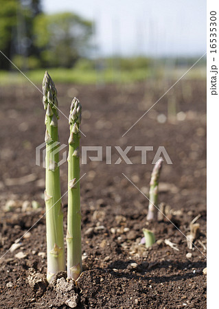 アスパラ 16535300