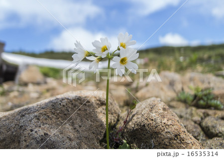天元台 ヒナ桜 天元台 ヒナ桜 16535314