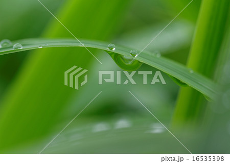 小雨降る草原の草に水滴 16535398