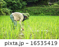 田んぼ 草引き 田んぼ 草引き 16535419
