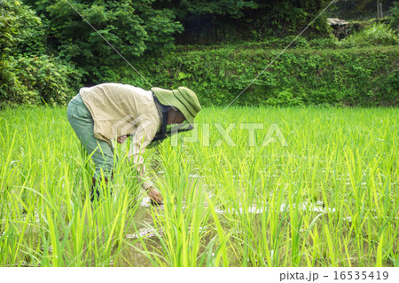 田んぼ 草引き 田んぼ 草引き 16535419