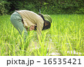 田んぼ 草引き 田んぼ 草引き 16535421