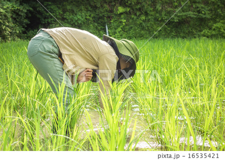 田んぼ　草引き 16535421