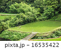 田んぼ 草引き 田んぼ 草引き 16535422