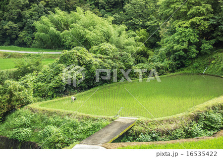 田んぼ　草引き 16535422