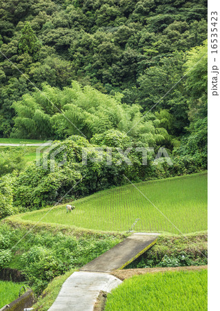 田んぼ　草引き 16535423