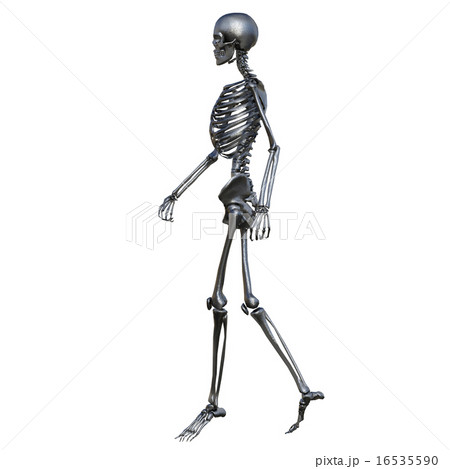 骸骨のイラスト素材