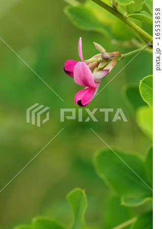 鮮やかな紅紫色の毛萩の花と蕾 鮮やかな紅紫色の毛萩の花と蕾 16535858