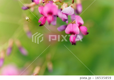 鮮やかな紅紫色の毛萩の花と蕾 鮮やかな紅紫色の毛萩の花と蕾 16535859
