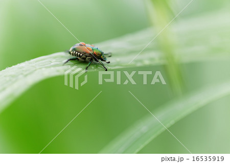 小雨降る草原の草に黄金虫の写真素材