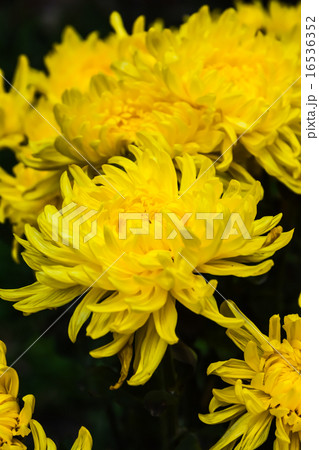 菊の花 菊の花 16536352