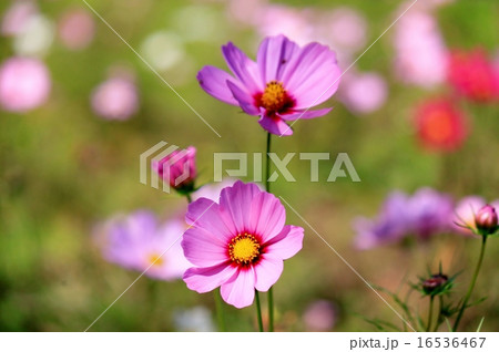 ピンクのコスモス ピンクのコスモス 16536467