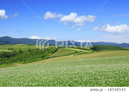 北海道　美瑛町　美瑛の丘 16536542