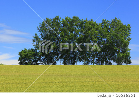 北海道 美瑛町 白樺林と麦畑 北海道 美瑛町 白樺林と麦畑 16536551