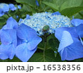 紫陽花 紫陽花 16538356