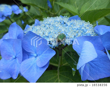 紫陽花 紫陽花 16538356