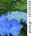 紫陽花 紫陽花 16538368
