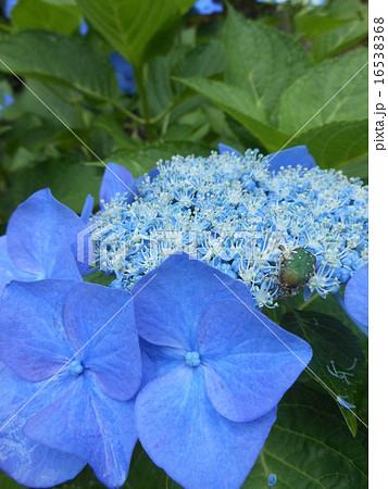 紫陽花 16538368
