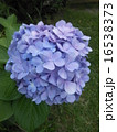 紫陽花 紫陽花 16538373